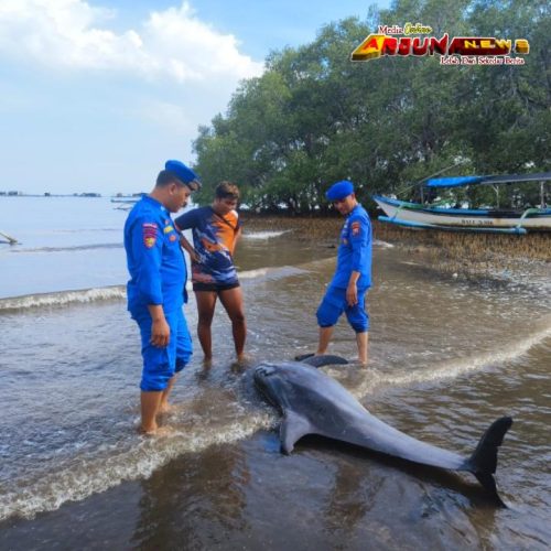 Polisi Evakuasi Lumba-Lumba Ditemukan Mati di Pantai Kampung Kerapu Situbondo