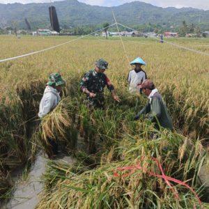 Pendampingan Ketahanan Pangan oleh Babinsa Buladu, Meningkatkan Produktivitas dengan Ubinan Padi