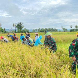 Dandim 1315/Kabgor dan Masyarakat Gelar Panen Raya Padi Dalam Rangka Ketahanan Pangan Nasional