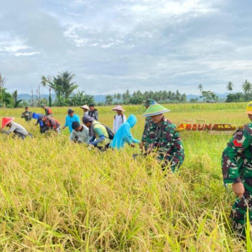 Dandim 1315/Kabgor dan Masyarakat Gelar Panen Raya Padi Dalam Rangka Ketahanan Pangan Nasional