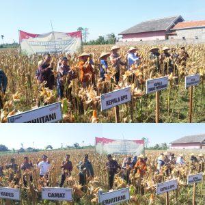 Panen Raya Jagung Serentak Kuartal II Tahun 2025 di Desa Tokelan Situbondo Dukung Ketahanan Pangan Nasional