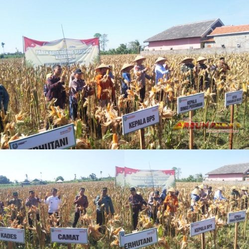Panen Raya Jagung Serentak Kuartal II Tahun 2025 di Desa Tokelan Situbondo Dukung Ketahanan Pangan Nasional