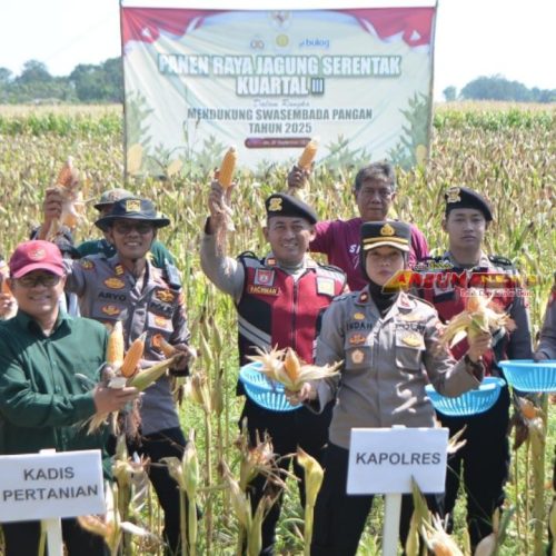 Polres Situbondo Gelar Panen Jagung Serentak Tahap III dan Pasar Pangan Murah